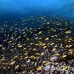 anthias_lr_mb_h_0535_png3082.jpg